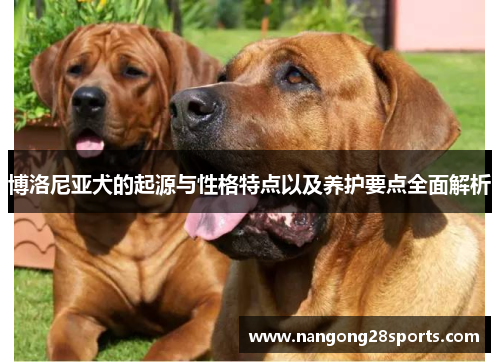 博洛尼亚犬的起源与性格特点以及养护要点全面解析